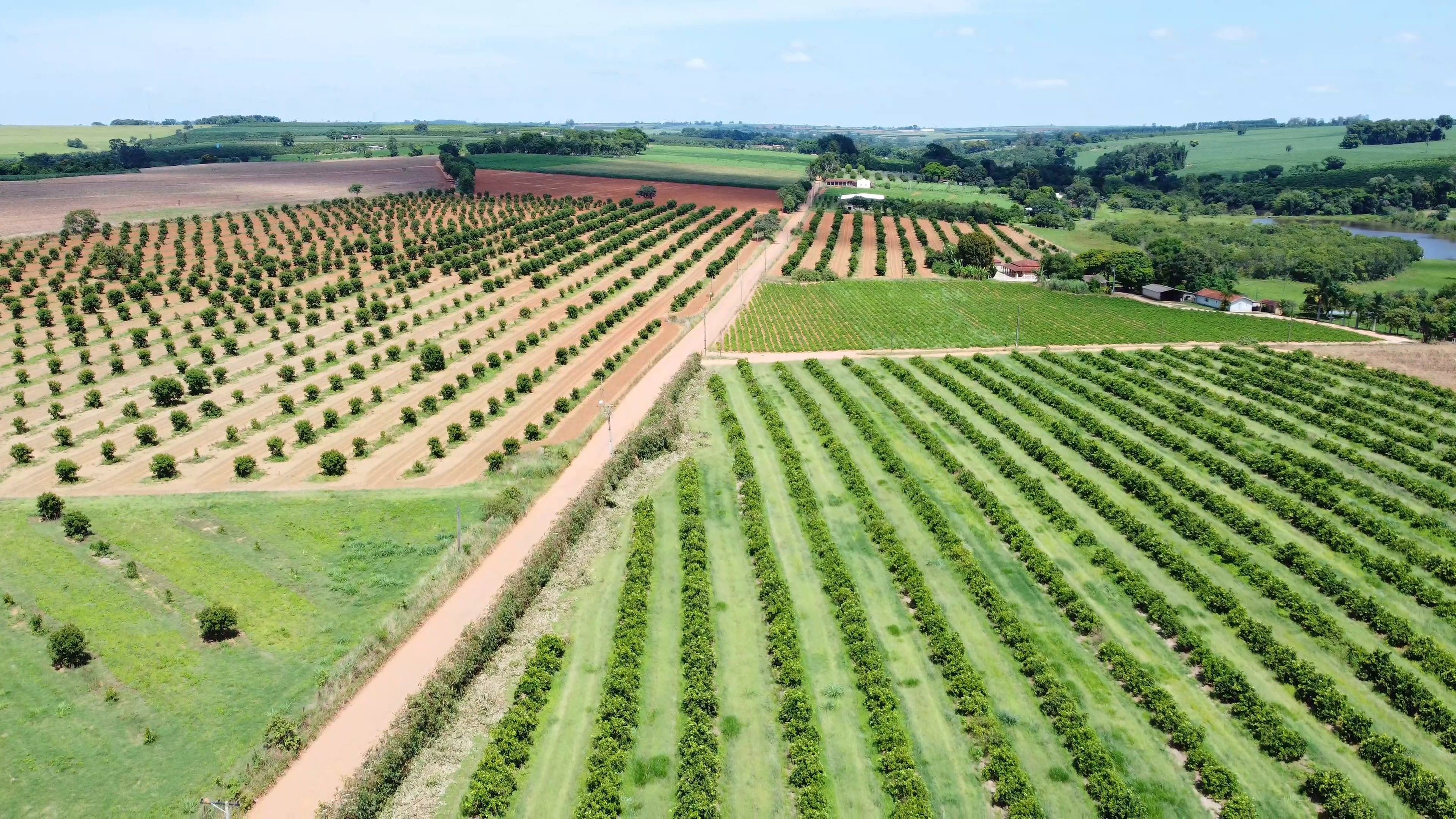Vista aérea de huertos en hileras rectas, uno adulto sobre pasto y otro todavía joven sobre tierra roja, separados por un camino de tierra, con casas de finca y una represa al fondo.